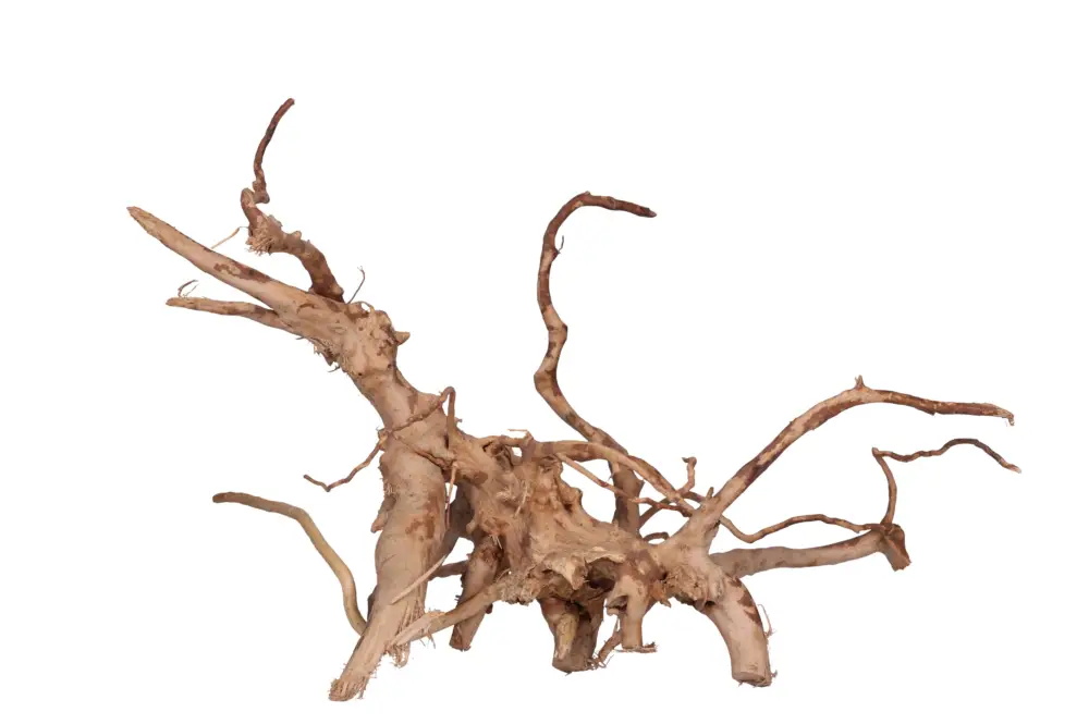 Nouvel Arrivage Aquavie - Décoration Racine Araignée pour Aquarium d'Eau Douce - 50/80cm