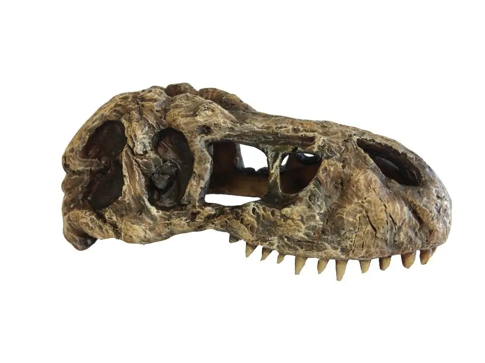 Jusqu&rsquo;à Épuisement Des Stocks Exo Terra – D&eacute;coration Cr&acirc;ne T-Rex Skull Small pour Terrarium