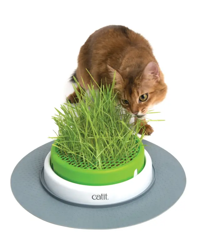 Catit - Jardin d'Herbe à Chat Senses 2.0 Nouvel Arrivage
