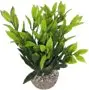 Dernière Chance Labeo – Dracaena color&eacute; – Plante Artificielle Aquarium