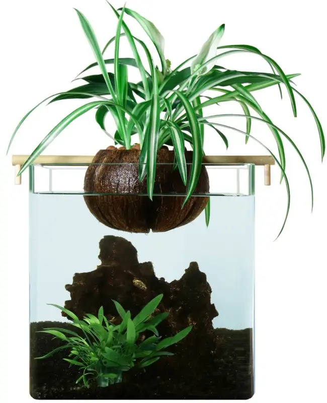 CocoPlant - Filtration Naturelle CocoGarden sans Pompe pour Aquarium Meilleure Vente