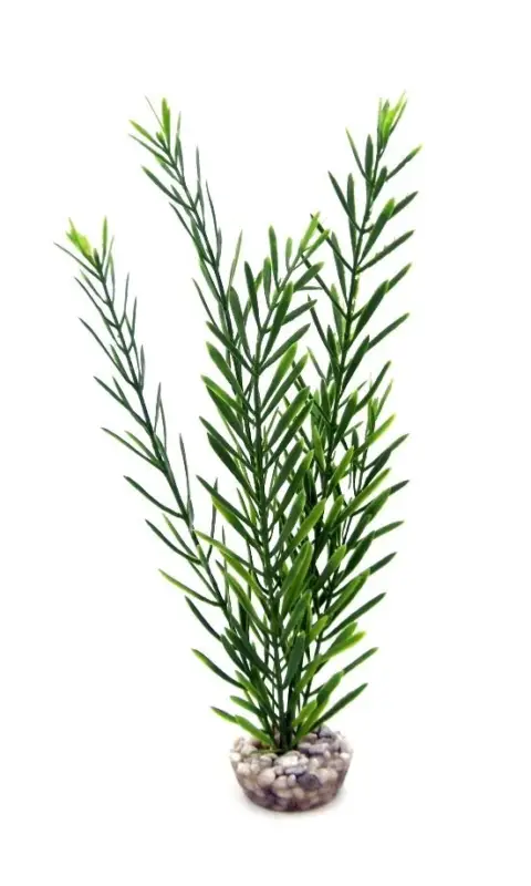 Labeo - Plante de Décoration Algue Verte pour Aquarium Prix Promo