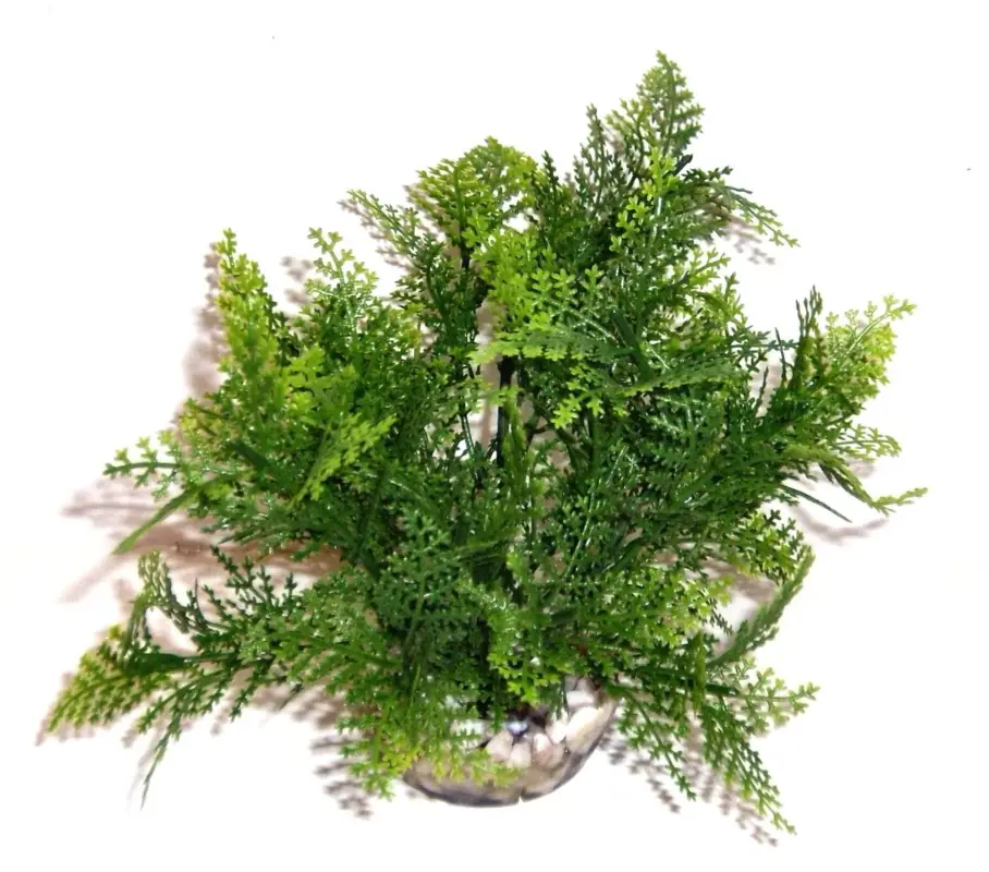 Seulement Aujourd&rsquo;hui Labeo – Plante de D&eacute;coration Sprengeri pour Aquarium