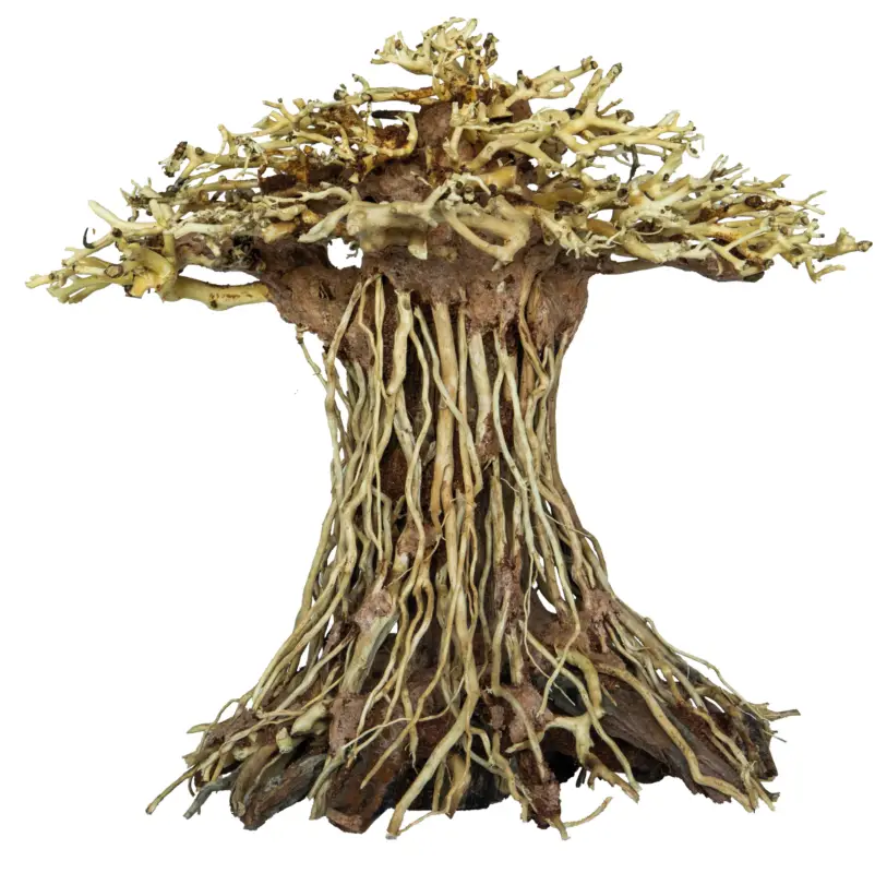 Superfish - Racine Bonsai Mushroom pour Aquarium - L Prix Choc