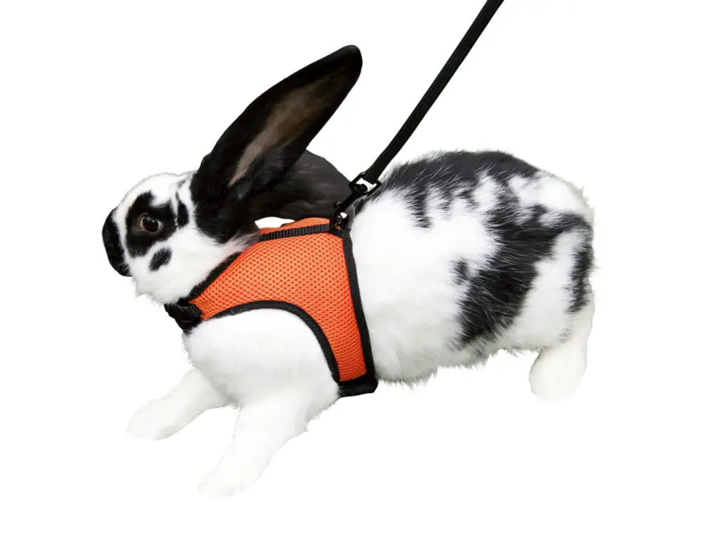 Prix Choc Kerbl – Harnais + Laisse de Sport pour Lapin – 120cm