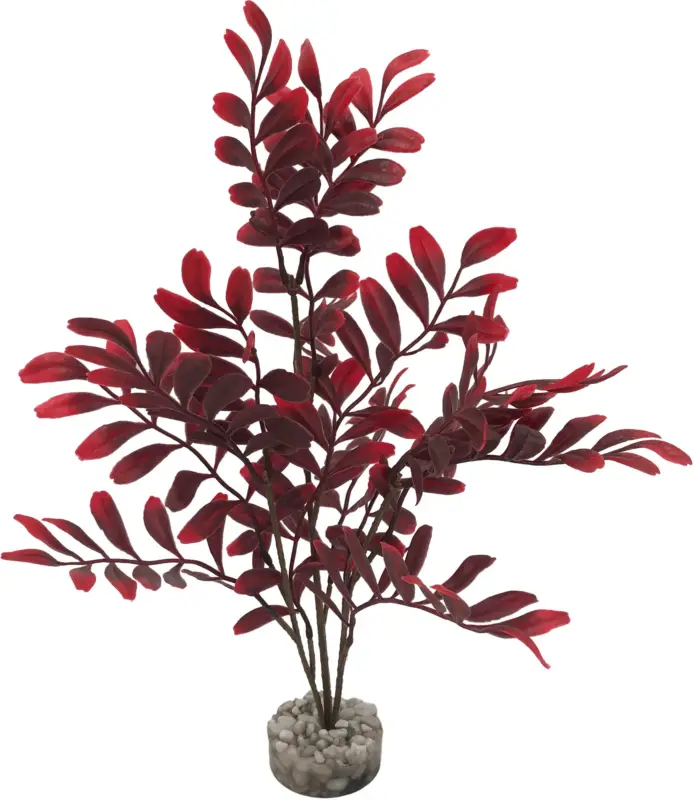 Seulement Aujourd&rsquo;hui Labeo – Plante D&eacute;corative Arbre Longues Feuilles pour Aquarium