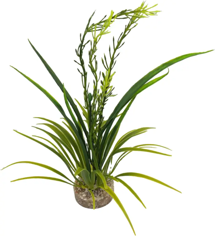Meilleure Vente Labeo – Plante D&eacute;corative Elodea Corolle pour Aquarium