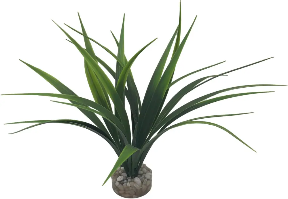 Expédition Rapide Labeo – Plante D&eacute;corative Herbe Marine pour Aquarium