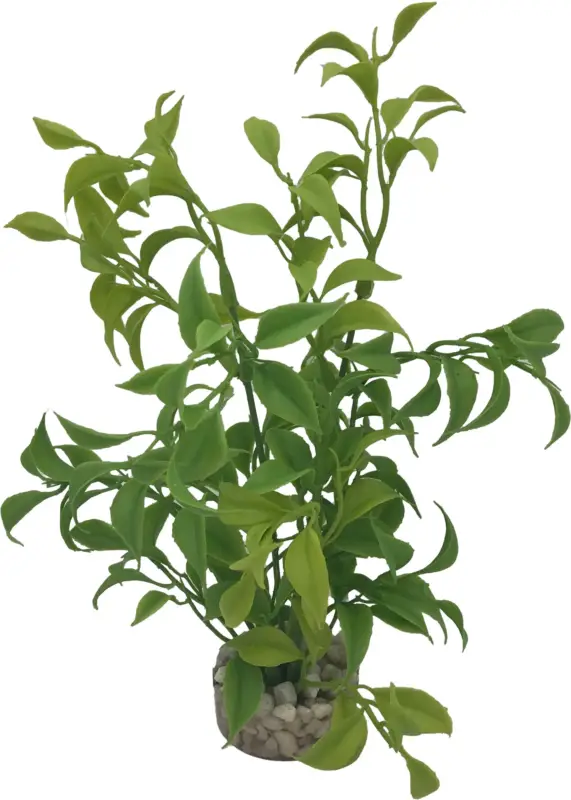 Bon Plan Labeo – Plante D&eacute;corative Herbe Vert clair pour Aquarium