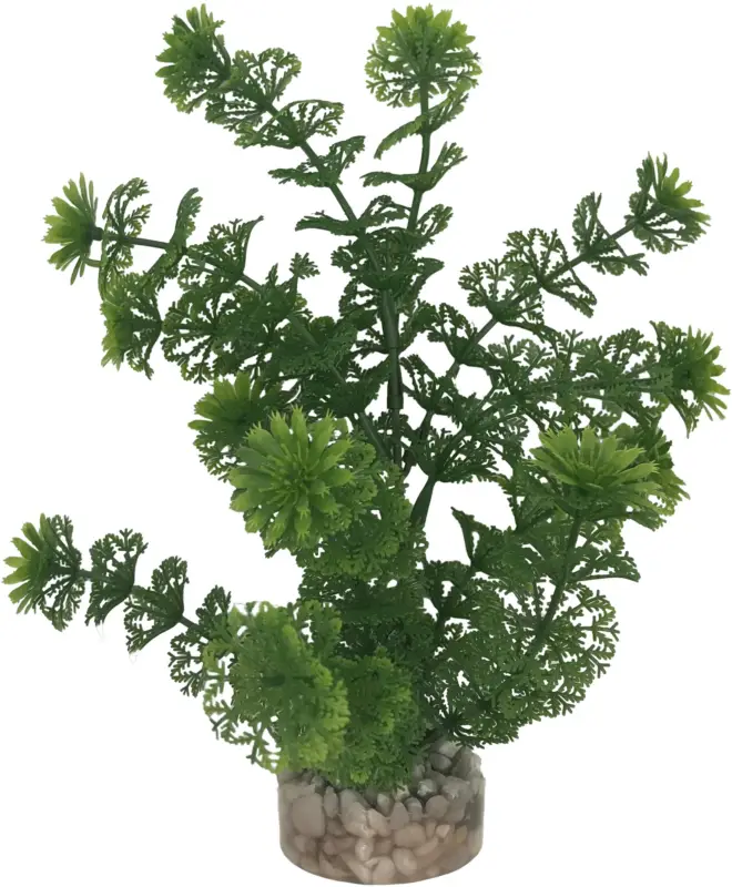 Pas Cher Labeo – Plante D&eacute;corative Limnophilia pour Aquarium