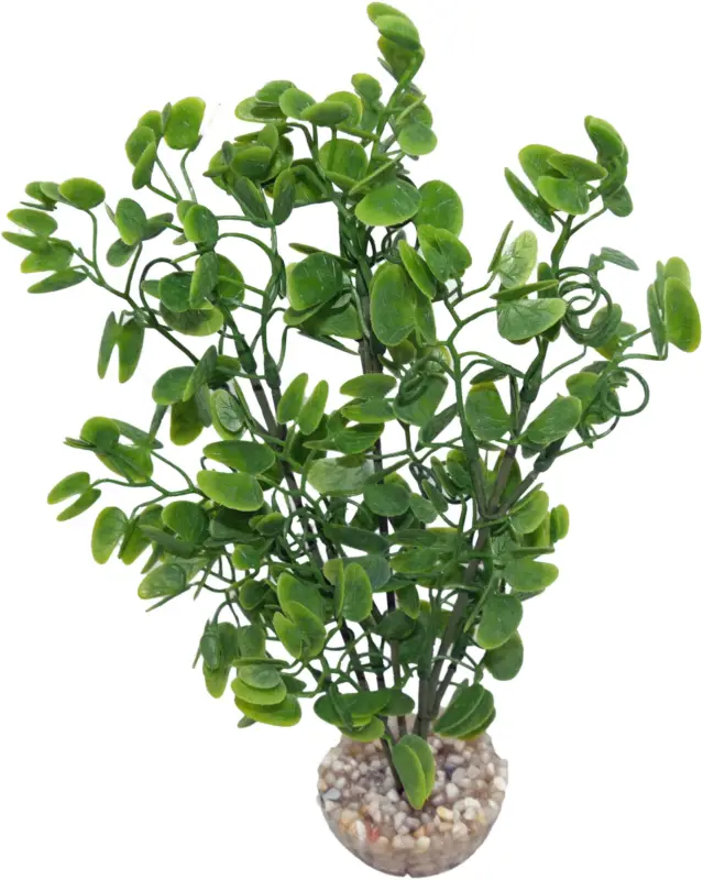 Expédié Aujourd&rsquo;hui Labeo – Plante D&eacute;corative Micranthenum pour Aquarium – Vert