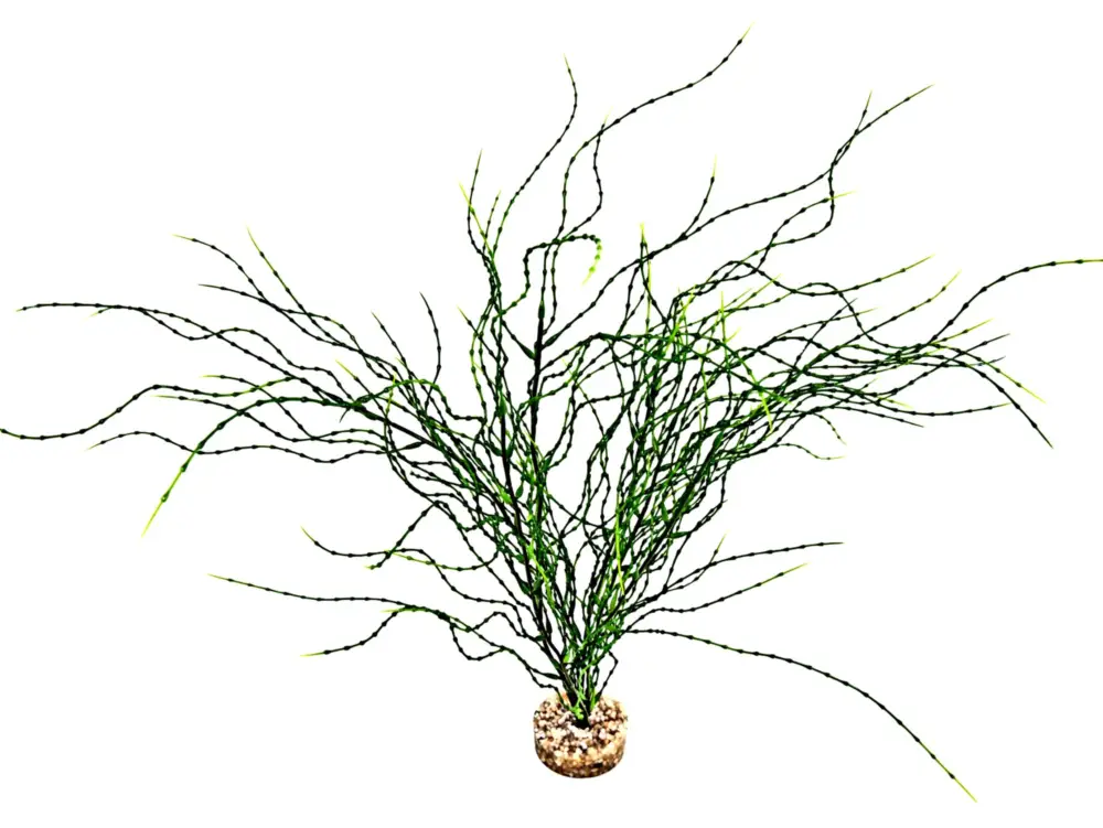 Labeo – Plante D&eacute;corative Psilotum MM pour Aquarium Produit De Marque