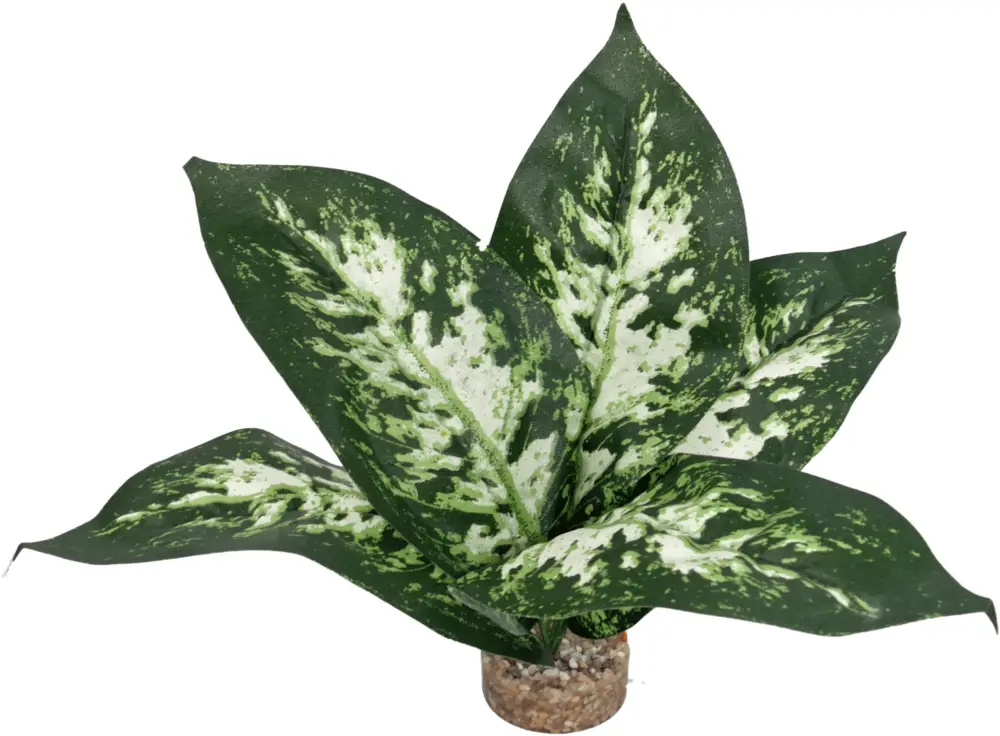 Labeo – Plante Verte D&eacute;corative pour Terrarium – PM Populaire