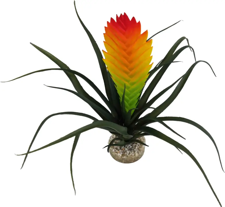 Nouvel Arrivage Labeo – Plante Vriesia D&eacute;corative pour Terrarium