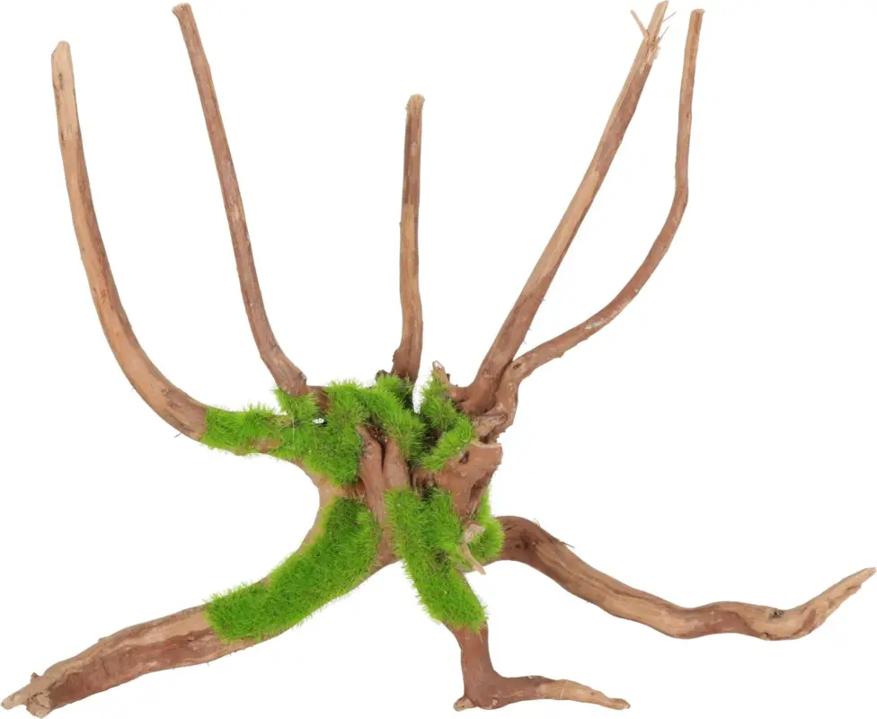 Zolux – Racine Araign&eacute;e Naturelle Kipouss pour Aquarium Nouvelle Collection