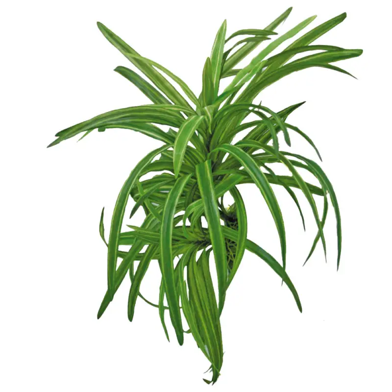 Amtra – D&eacute;coration Plante Replica Dracena – 25cm Prix Choc