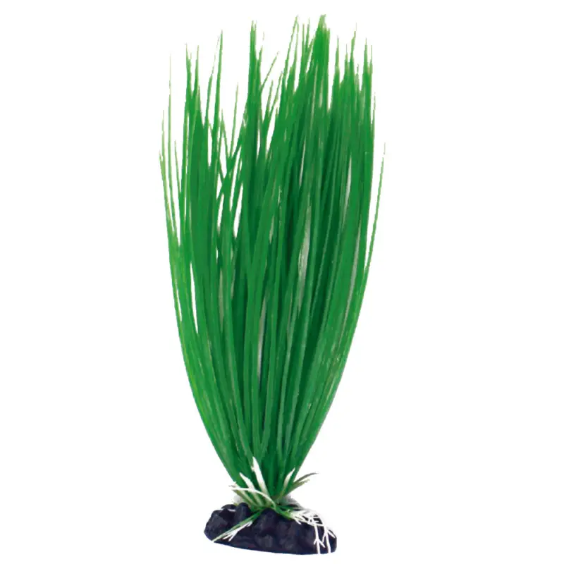 Amtra – D&eacute;coration Plante Classic Acorus – M Livraison Express