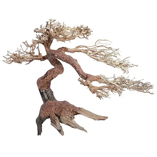 Meilleur Prix Amtra -Racine Naturelle Oriental Wind 5 – S