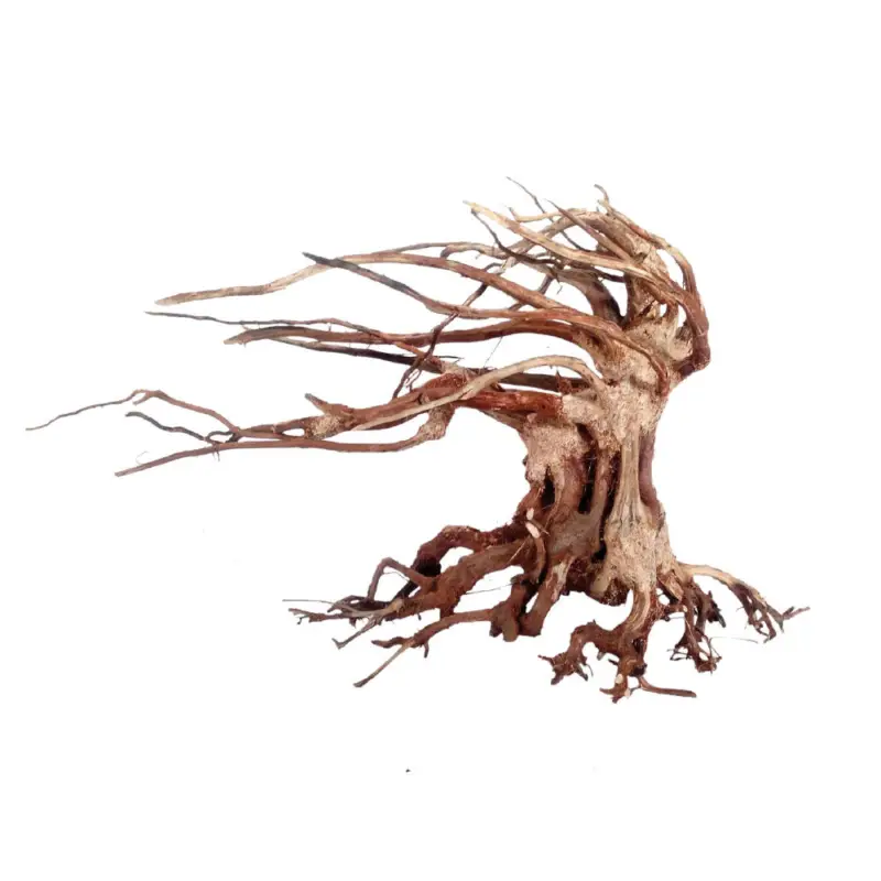 Amtra -Racine Naturelle Oriental Wind 6 - S Certifié