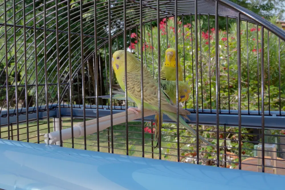 Vente Flash Ferplast – Cage Palladio 4 pour Oiseaux Exotiques – Bleu
