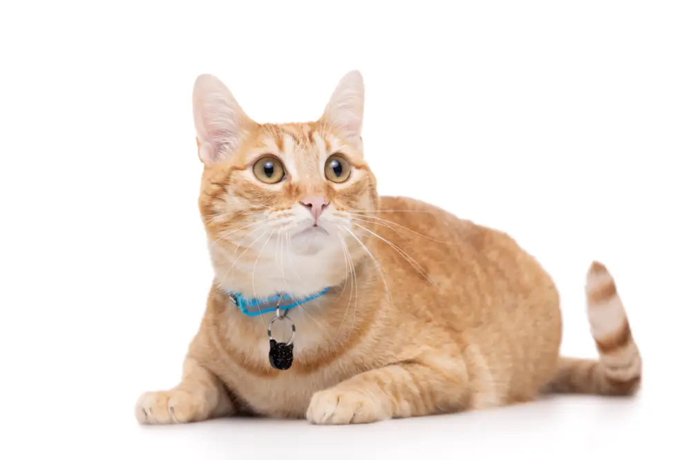 Gotoo - Collier en Nylon Premium Bleu pour Chat Affaire À Saisir