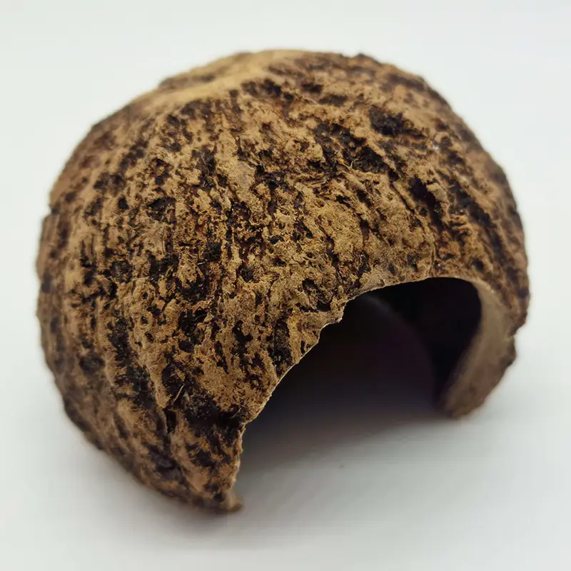 Eublepharis – Cachette Kabuto pour Reptiles – 12cm Quantité Limitée
