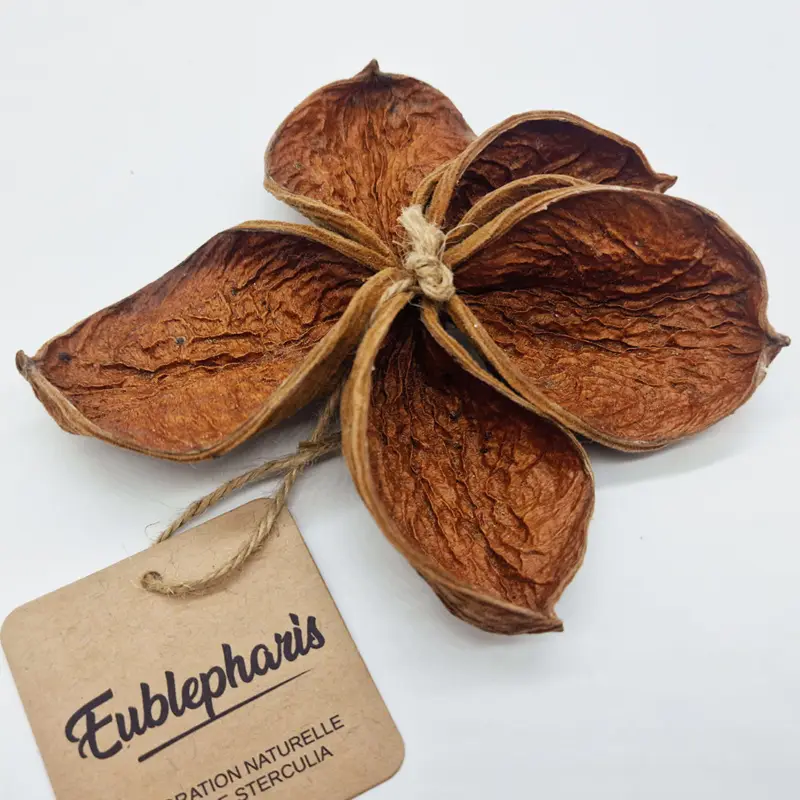 Eublepharis – Gousse Sterculia pour Reptiles – 8cm Promotion Saisonnière