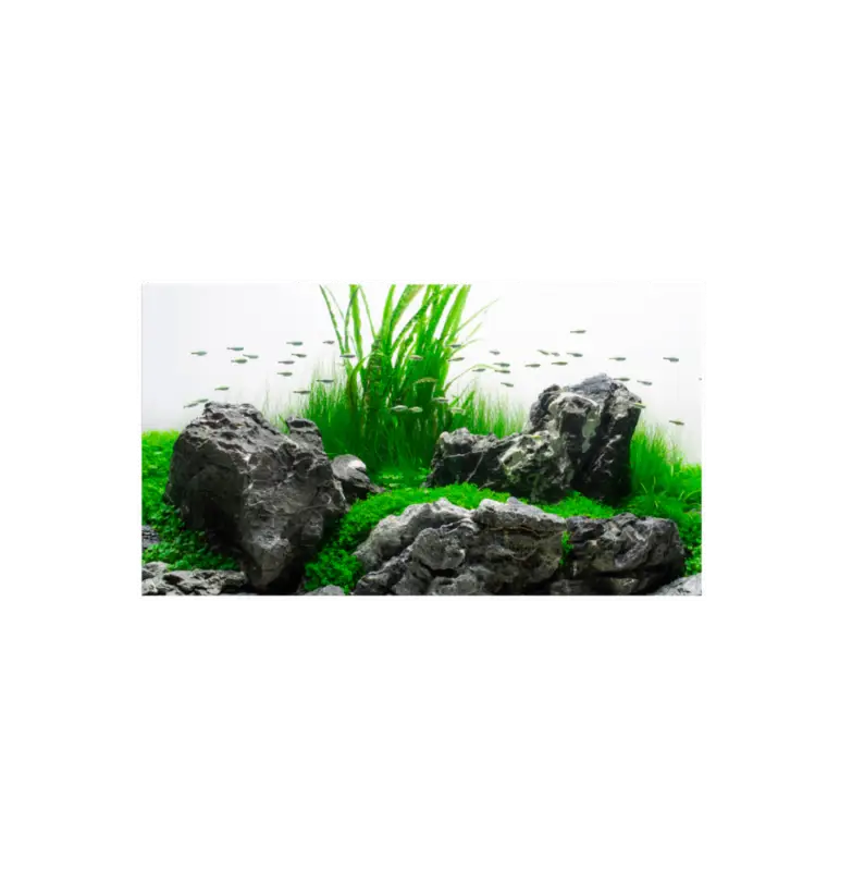 Amtra – Affiche Fond Double Amazonia Blister Marque