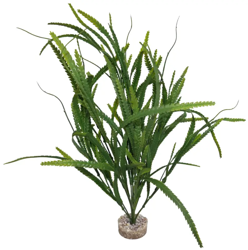 Labeo – D&eacute;coration Aponogeton Gm pour Terrarium et Aquarium Bon Plan