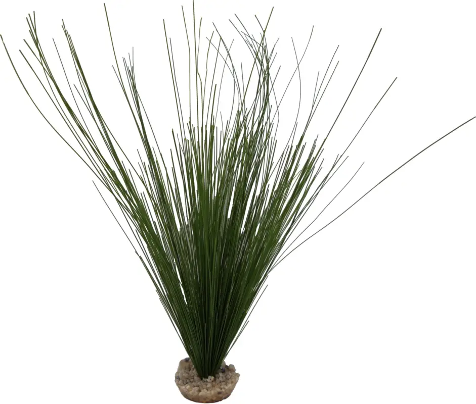 Remise Labeo – D&eacute;coration Cyperus pour Terrarium et Aquarium