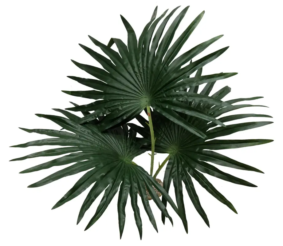 Prix Bas Labeo – D&eacute;coration Palmier Chamaerops pour Terrarium
