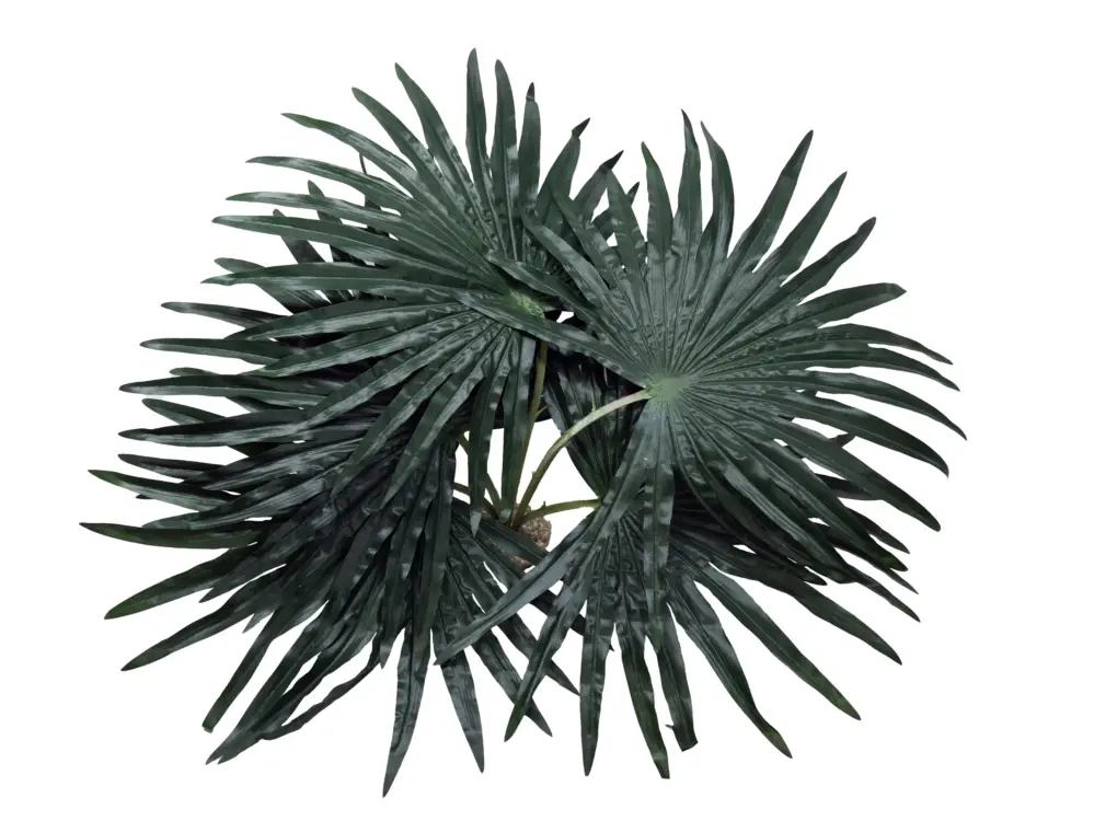 Acheter En Ligne Labeo – D&eacute;coration Palmier Chamaerops pour Terrarium