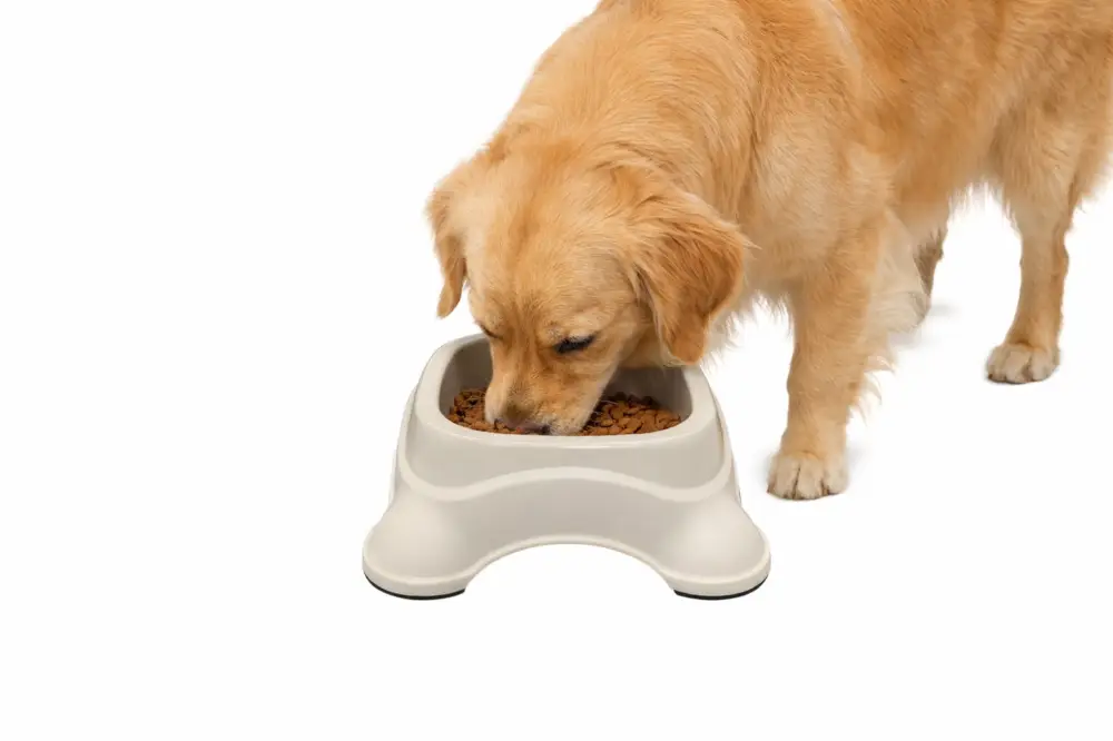 Leeby – Gamelle Antid&eacute;rapante en Plastique Recycl&eacute; pour Chiens Soldes