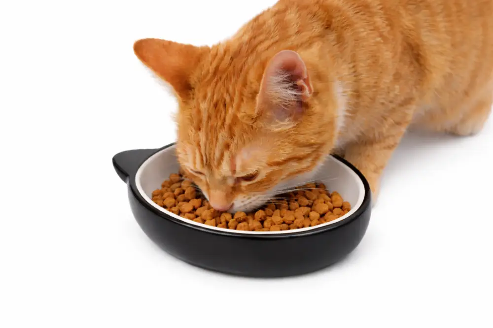 Leeby – Gamelle Forme T&ecirc;te de Chat en C&eacute;ramique pour Chats – 120 ml Acheter Direct