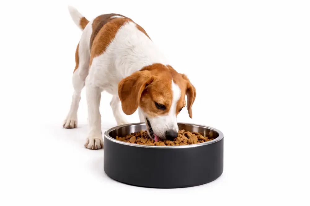 Leeby – Gamelle Double Paroi en Inox Noire pour Chiens Acheter Direct