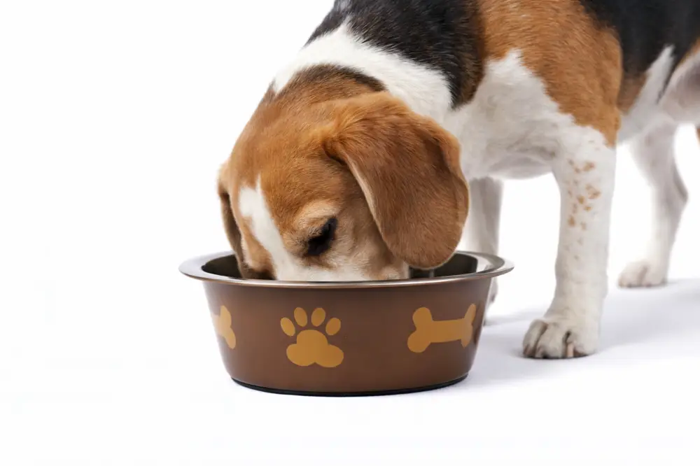 Expédié Aujourd&rsquo;hui Leeby – Gamelle Inox &agrave; Motifs pour Chiens