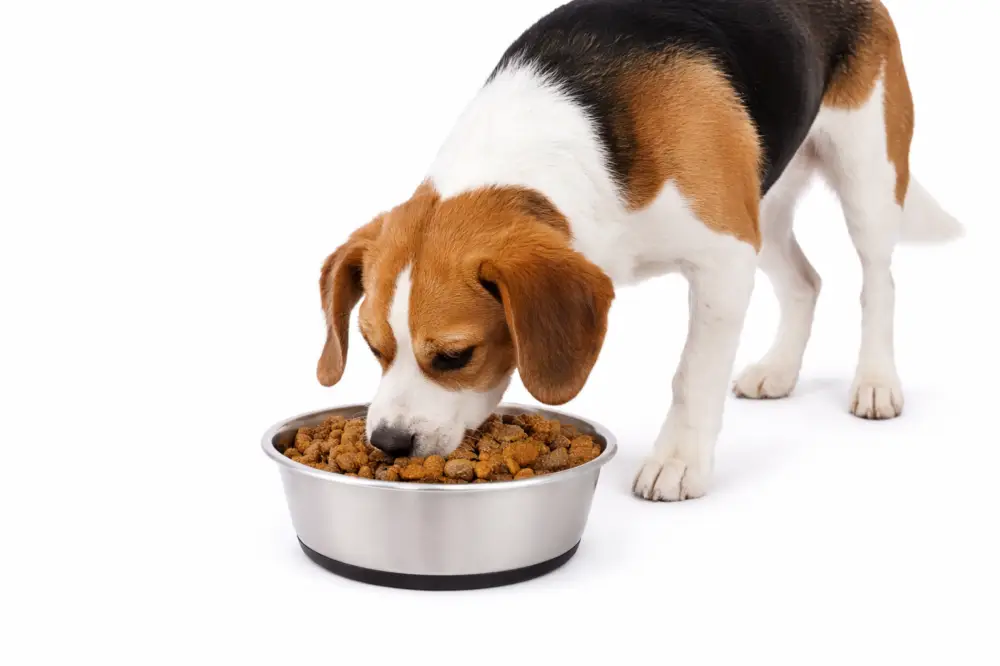 Leeby – Gamelle en Inox Antid&eacute;rapante pour Chiens Réduction