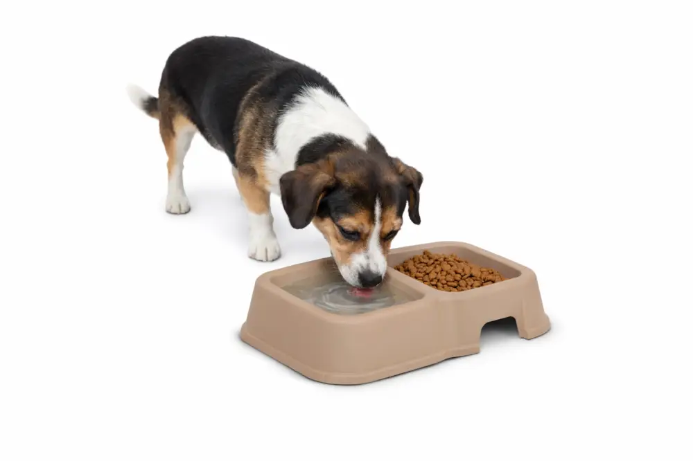 Leeby – Gamelle Double pour Chiens Acheter Direct