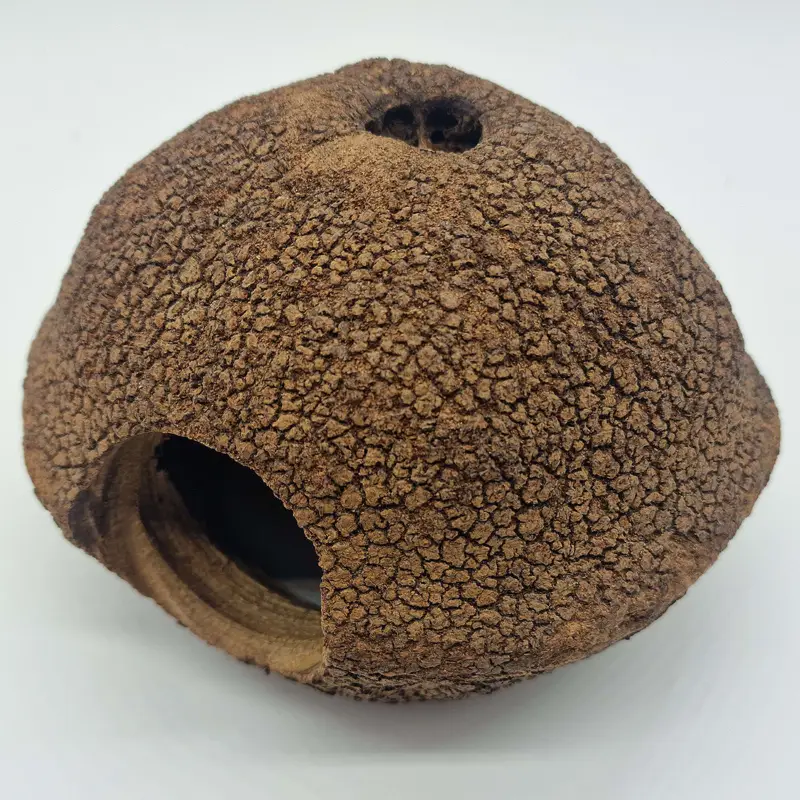 Eublepharis – Cachette Javari pour Reptiles – 15cm Super Prix