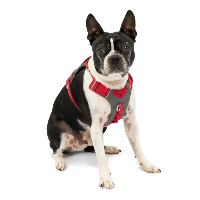 Kurgo – Harnais « Journey Air » Rouge pour Chiens Quantité Limitée