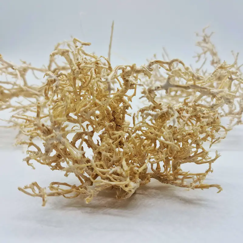 Eublepharis – Buisson D&eacute;sertique Blanchi pour Reptiles et Rongeurs Offre Du Jour