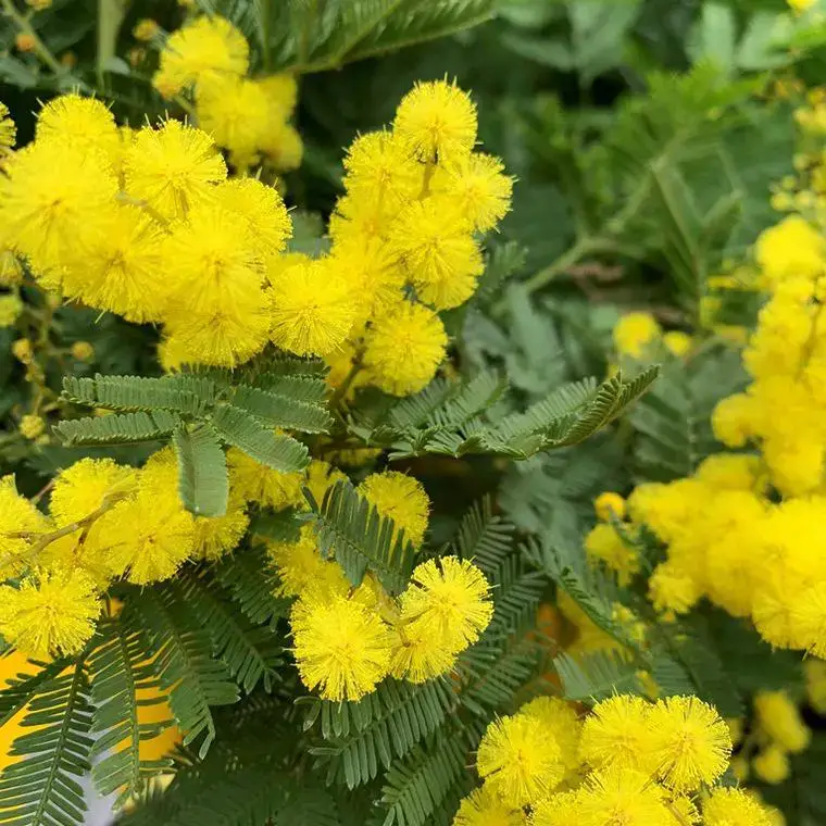 Offre Exclusive Mimosa Le Gaulois (Acacia Dealbata) 80/100 tuteur. Le pot de 3 litres