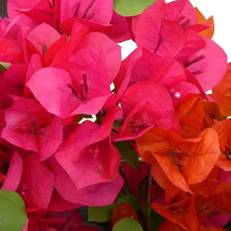 Bougainvillier Tippi – Pot de 15L Livraison Express