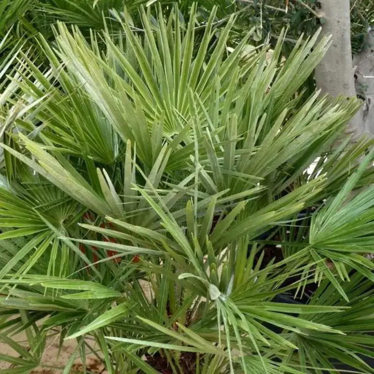 Chamaerops Humilis vert Touffe en pot de 7 L Réduction