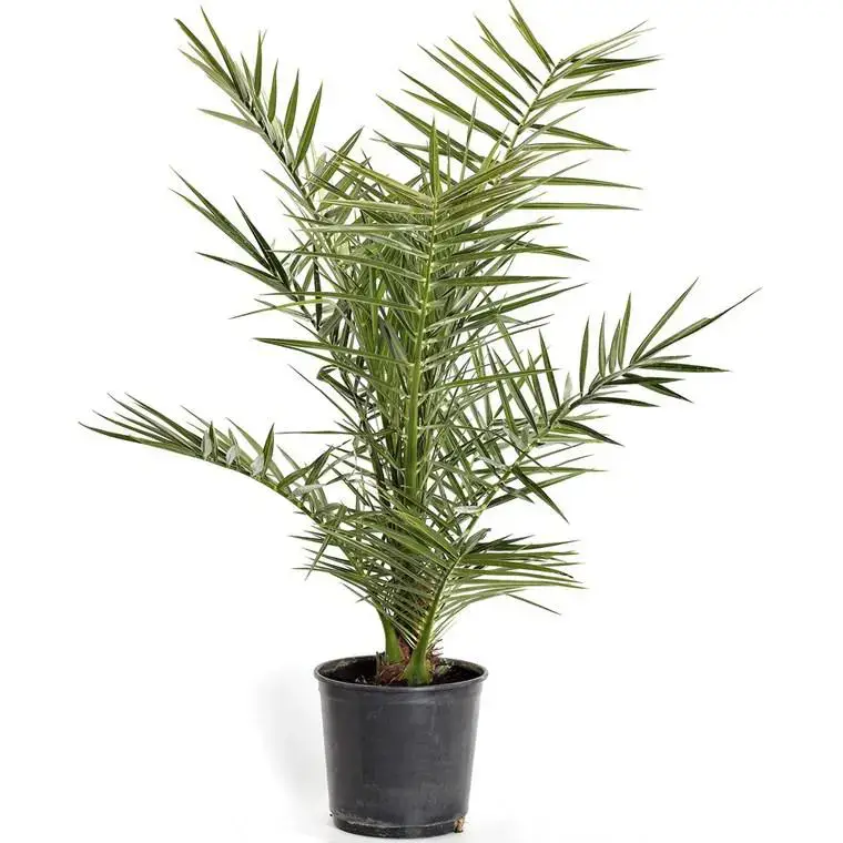 Phoenix Canariensis ou Dattier des Canaries 60/80 cm en pot de 3 L Dernière Chance