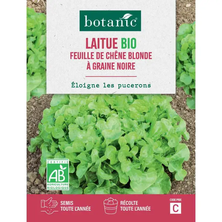 Nouvel Arrivage Graines de laitue feuille de chêne blonde à graine noire bio botanic® - graines feuille semer