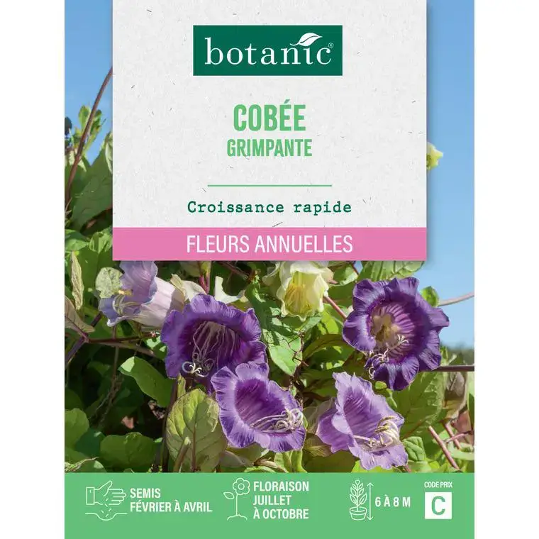 Graines de fleurs de Cobée grimpante botanic® Solde