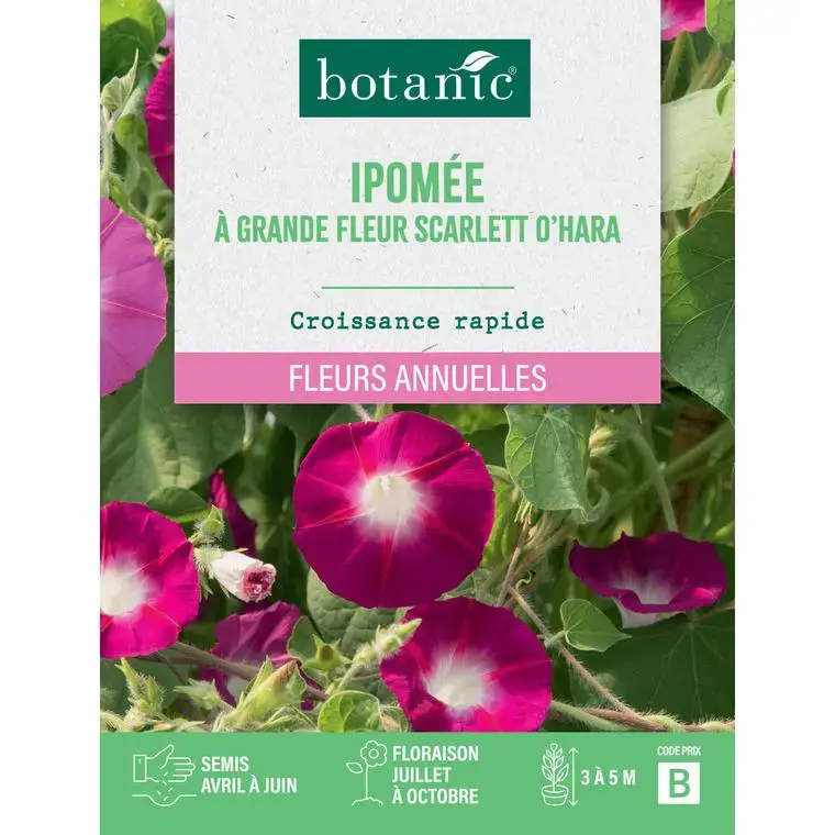 Graines de fleurs d'Ipomée à grande fleur Scarlett O'hara botanic® Dernier Modèle