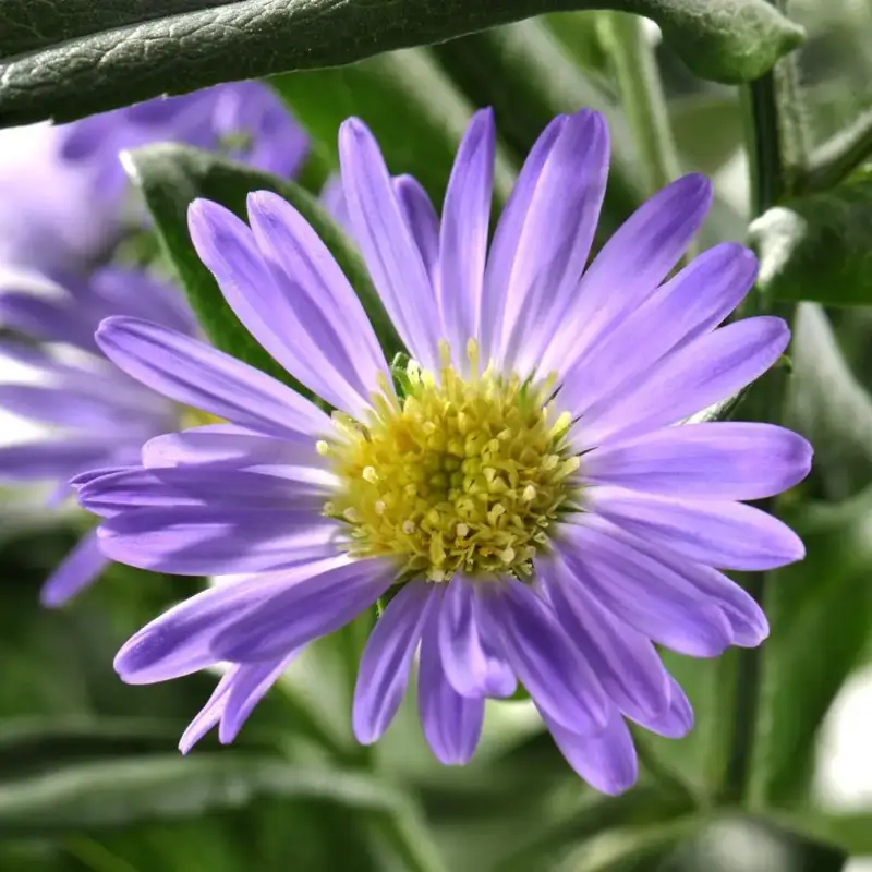 Aster. Le pot de 14 cm Vente Flash