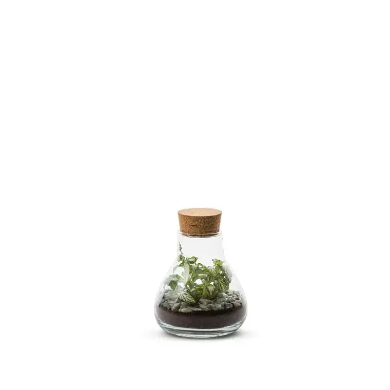 Commande En Gros Terrarium Bulle de Nature Laborantin en verre transparent Naturalys – Ø 10,5 x 13 cm